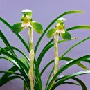 곡성-014 이미지