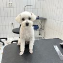 살롱드댕댕 이미지