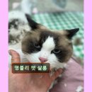 영블리 펫살롱 이미지