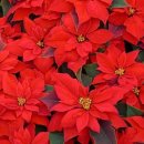 새만금꽃화원 이미지