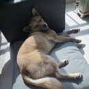 따스하개 이미지