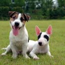 인제축산업협동조합 동물병원 이미지