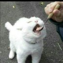 불초밥 이미지