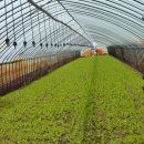 평화1길 이미지