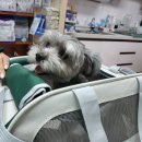 제주오름동물병원 이미지