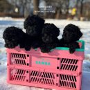 토이 켄넬 이미지