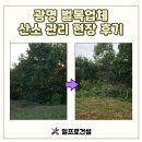 강학년묘역 및 묘비 | 광명 벌목업체 산소 관리 현장 후기