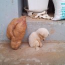 쌀강아지 이미지