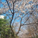 경기도 수원시 권선구 권중로 171 | 수원 권선중앙공원 벚꽃 구경 개화 시작