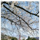 과천 서울대공원 벚꽃엔딩 축제 봄나들이 쫑쫑쫑~ 이미지