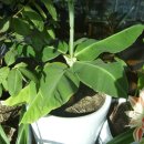 몽키바나나 이미지