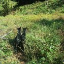 단풍흑염소 농장 이미지