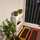 요이찌스토어 | [베란다 텃밭] 깻잎 파종부터 수확까지! feat.상추는 키우기 쉽다고 누가그랬나