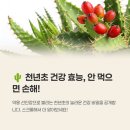 열매푸드 | 천년초 효능 부작용 열매 효소 영양성분 백년초 차이 먹는법 총정리