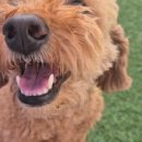 101애견유치원 이미지