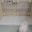 반려동물과함께하는#설렘 이미지