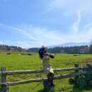 효선목장 | 제주 아침미소목장 후기