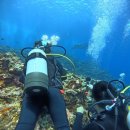 호텔 행아웃 | 일본 이시가키 8월 만타포인트 스쿠버 펀다이빙 - HANG OUT 행아웃