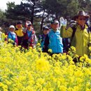 유채꽃길 이미지