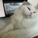 아몽 | 고양이 아몽씨 세번째 재진 서울동물심장병원 | 희망적인 결과