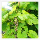 지렌트카 이미지