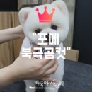 바둑아 사랑해 이미지