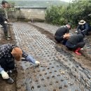 한마음 노동조합 | ☔ 비가 와도 멈출 수 없는 열정! 아침 일찍 마늘 심기 봉사 &amp; 꿀맛 감자탕 후기! 🧄