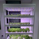 스마트푸드 | 푸드카페길가온 강북구스마트팜센터 방문 후기