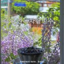 남천제일약국 | 남천녹차팥빙수_부산 남천동 등나무와 팥빙수