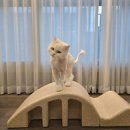 스파인코렉터 필라테스 기구/ 스트레칭 아크 바렐 / 내돈내산 솔직 후기 / 거북목 및 라운드 숄더 교정