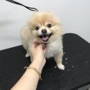 더 빛나개(the 빛나개) 이미지