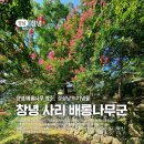 문암정 | 창녕 배롱나무 명소, 경상남도 기념물 &#39;창녕사리배롱나무군&#39;