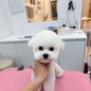 하늘하개 이미지