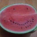 쪼개 Daum카페