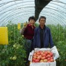 친환경 토마토 이미지