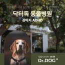 Dr. dog 동물영상의료센터 | 일산 24시 동물병원 강아지 ADHD 증상과 원인, 행동 관리방법까지