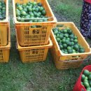 현창농장 이미지