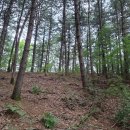 석파령너머길(봄내길 3코스) | 2025.8.11. 춘천 서면 방동리 둘레길 산행 후기