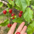 선제리의 아침 이미지