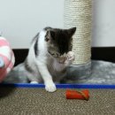 고양이세수 이미지