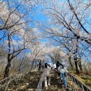 침산공원(C) | 대구 침산공원 벚꽃계단 벚꽃명소 포토존 카페 맛집 핫플 벚꽃만개 후기🌸 🔊