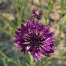 삼웅2리마을회관 이미지