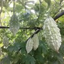 여주-0045 이미지