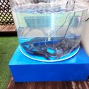 참숯풍천장어 이미지