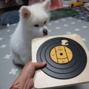 재미나개 이미지