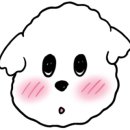 청담동물병원애견미용실 이미지