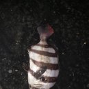 뚜루실내낚시터 | 서울근교 괜찮은 뚜루 실내바다낚시터 후기