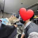 할리켄넬 이미지