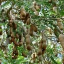 타마린드 이미지