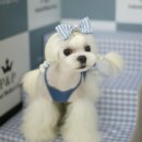 위드퍼피 애견미용실 이미지